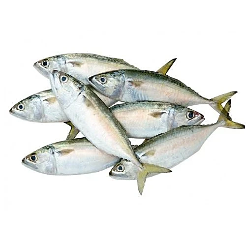 Indian Mackerel